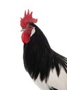 portrait rooster lakenfelder isolated on white background Royalty Free Stock Photo