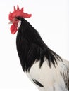 portrait rooster lakenfelder isolated on white background