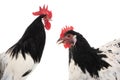 portrait rooster lakenfelder isolated on white background