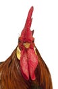 Portrait of Rooster Leghorn Royalty Free Stock Photo