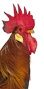 Portrait of Rooster Leghorn, in front of white background Royalty Free Stock Photo