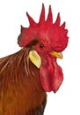 Portrait of Rooster Leghorn, in front of white background Royalty Free Stock Photo