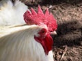 Portrait Of Rooster In North Northumberland UK