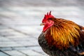 Portrait of a rooster on the street of Key West Royalty Free Stock Photo
