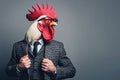 Portrait rooster in suit and glasses on background. Anthropomorphic animals concept. Royalty Free Stock Photo