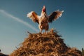 portrait of a rooster, on top of a haystack, spread his wings, sky background Royalty Free Stock Photo