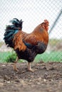 Portrait of a rooster walk closeup in autumn rural street