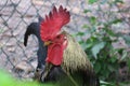 Portrait of a rooster Royalty Free Stock Photo