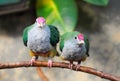 Portrait of the rose-crowned fruit dove. Bird pair with colorful plumage in close-up.