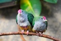 Portrait of the rose-crowned fruit dove. Bird pair with colorful plumage in close-up.