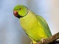 Portrait Rose-ringed Parakeet