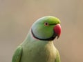 Portrait of a rose-ringed parakeet closeup shot