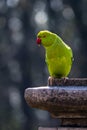 Portrait of a Rose Ringed Parakeet