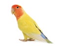 Portrait of Rosy-faced Lovebird Royalty Free Stock Photo