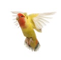 Portrait of Rosy-faced Lovebird flying Royalty Free Stock Photo