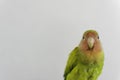 Portrait of a Rosy-faced lovebird isolated on a gray background Royalty Free Stock Photo