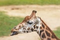 Portrait of Rothschild Giraffe Royalty Free Stock Photo