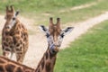 Portrait of Rothschild Giraffe sticking tongue out Royalty Free Stock Photo