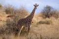 Portrait of Rothschild`s giraffe. Tsavo West National Park Royalty Free Stock Photo