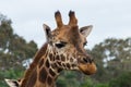 Portrait of a Rothschilds giraffe head Royalty Free Stock Photo