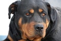 Portrait of a Rottweiler Royalty Free Stock Photo