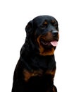 Portrait Rottweiler