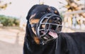 Portrait of a rottweiler breed dog with a muzzle to avoid biting