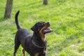 Portrait of Rottweiler female looking up past camera