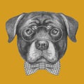 Portrait of Rottweiler with glasses and bow tie.