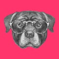 Portrait of Rottweiler with glasses.