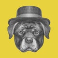 Portrait of Rottweiler with glasses and hat.