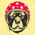 Portrait of Rottweiler with Helmet.