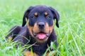 Portrait rottweiler puppy lies in green meadow