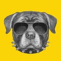 Portrait of Rottweiler with sunglasses and collar.