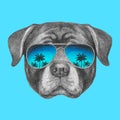 Portrait of Rottweiler with sunglasses.