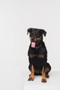 Portrait of a Rottweiler on a white background Royalty Free Stock Photo