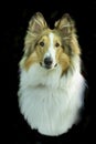 Portrait Rough Collie. The Rough Collie also known as the Long-Haired Collie