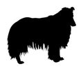 Portrait of Rough Collie vector silhouette. Scottish Shepherd dog.