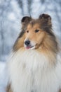 Portrait of rough collie, winter Royalty Free Stock Photo