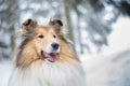 Portrait of rough collie, winter Royalty Free Stock Photo