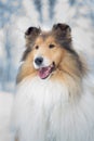 Portrait of rough collie, winter Royalty Free Stock Photo