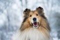 Portrait of rough collie, winter Royalty Free Stock Photo