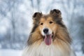 Portrait of rough collie, winter Royalty Free Stock Photo