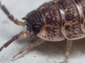 Portrait of a Rough Woodlouse