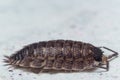 Portrait of a Rough Woodlouse