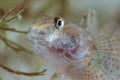 Portrait of Round goby, Neogobius melanostomus fish Royalty Free Stock Photo