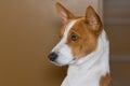 Portrait of royal basenji dog (side view)