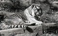 Tiger portrait horizontal in black and white Royalty Free Stock Photo