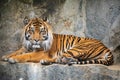 Portrait Royal Bengal Tiger. National Animal Bangladesh