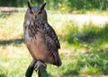 Portrait of royal owl in the grass, Spain Royalty Free Stock Photo